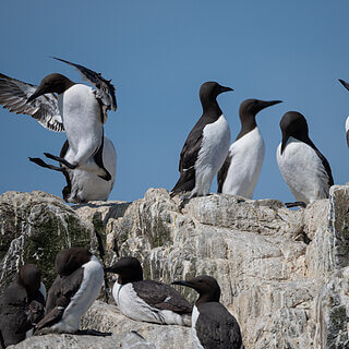 Farne Islands - Guillemots